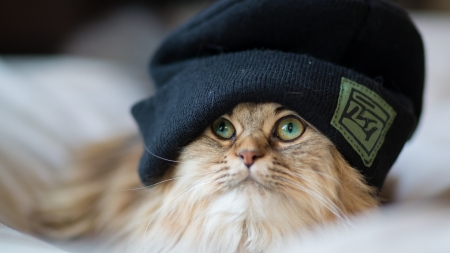 Cute Cat - cat, animal, cute, hat