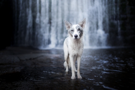 Dog - animal, cute, caine, water, waterfall, blue, ciri, white, australian shepherd, dog