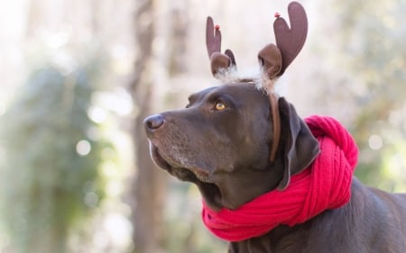 Hey, Santa! I'm ready! - craciun, scarf, funny, horns, christmas, caine, reindeer, dog, red, cute