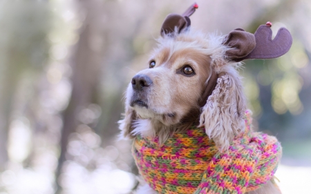 Cute reindeer - dog, horns, christmas, animal, scarf, craciun, funny, caine, reindeer, spaniel