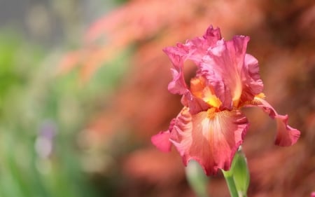 Iris - flower, orange, pink, iris