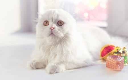 Cat - christmas, white, pisica, craciun, cute, highland fold, cat