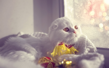 Cat - christmas, white, animal, pisica, craciun, cute, highland fold, cat