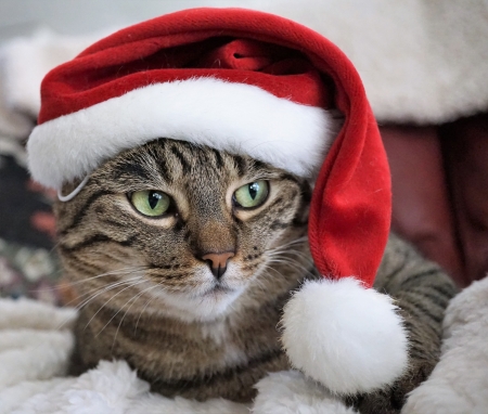 Christmas cat - santa, craciun, hat, cat, red, funny, pisica, christmas