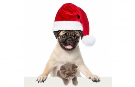 Waiting for Santa - red, funny, animal, caine, puppy, cat, white, pisica, kitten, hat, santa, couple, dog