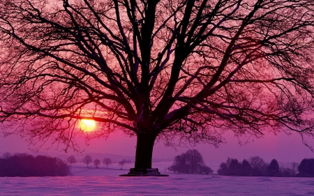 Winter Sunset - nature, trees, landscape, snow, winter, sunset