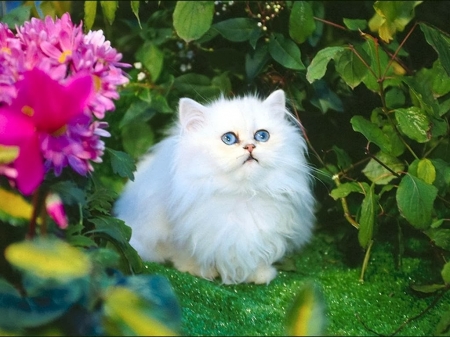 Cute White Kitten - fluffy, flowers, white, animal, kitten, garden, cat