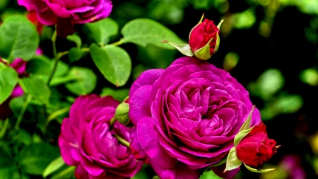 Purple Roses - nature, buds, purple, roses, leaves, green, flowers