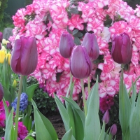 Blooming Tulips