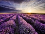 Sunrise over lavender Field