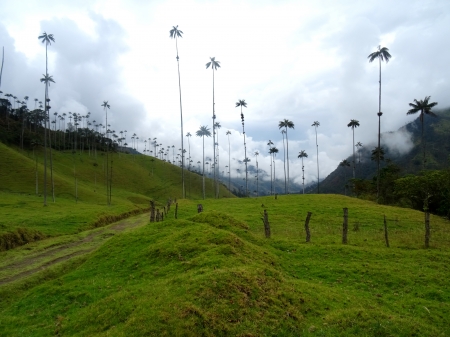 Palm Trees - palms, green, forest, fence, cloudy