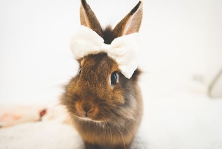 Bunny - white, rabbit, bow, animal, cute, rodent, bunny