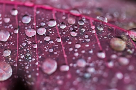 Water drops - autumn, macro, water drops, pink, leaf