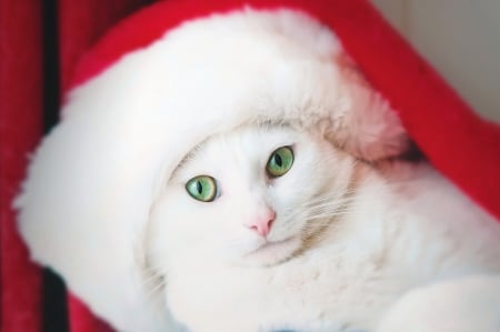 Christmas cat - white, red, pisica, hat, cat, santa, craciun, christmas