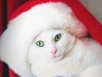 Christmas cat