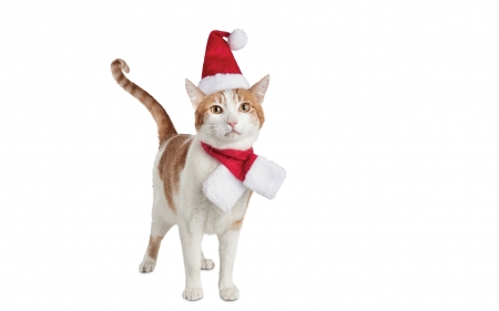 Christmas cat - red, funny, cute, cat, craciun, christmas, white, pisica, santa