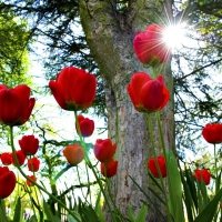 Sun Shining on the Red Tulips