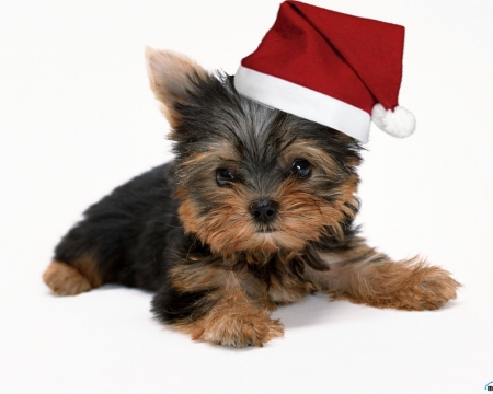 Waiting for Santa - craciun, hat, puppy, funny, christmas, caine, santa, red, dog, animal, cute, yorkshire terrier