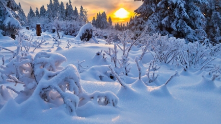 Amazing Winter Landscape - ice, nature, landscape, trees, forest, winter, sunset