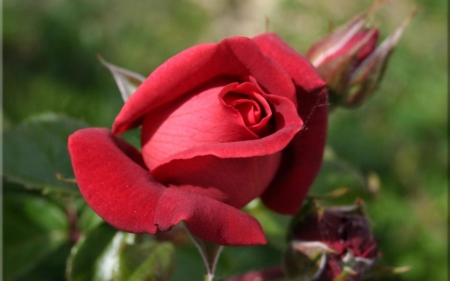 Teenage Rose - nature, red, buds, rose, flower