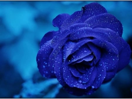 Drops on Blue Rose - nature, macro, blue, petals, flowers, dew, rose, drops