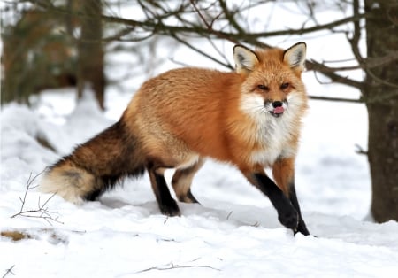 Red Fox in the Snow 