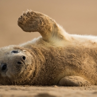 Grey seal pup