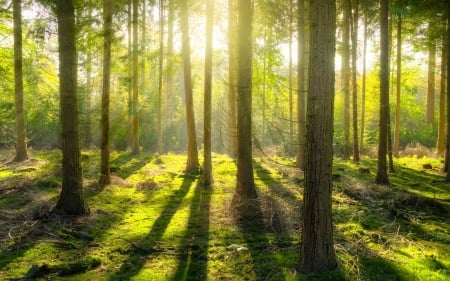 Forest - moss, trees, forest, sunbeams