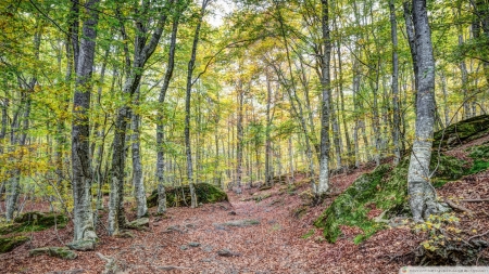 Autumn in the Enchanted Rocks Catalonia - Catalonia, forests, nature, autumn