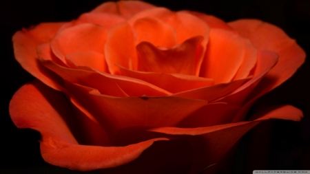 Orange Rose - roses, flowers, orange, nature