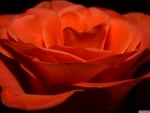 Orange Rose