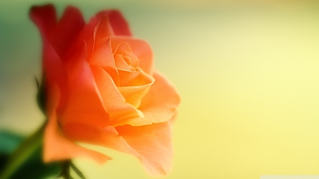 Dreamy Rose - roses, flowers, orange, nature