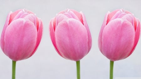 Pink Tulips - flowers, tulips, nature, pink