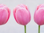 Pink Tulips