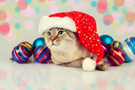 cat Christmas