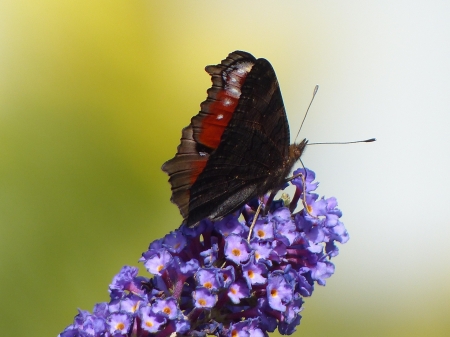 Butterfly - Butterfly, animal, flower, nature