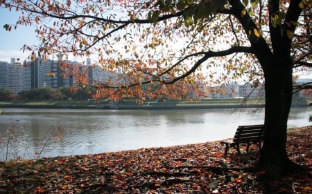 Alone - autumn, alone, park, city, bench