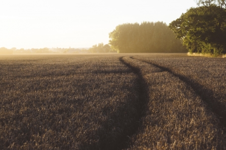 Field - Field, sunset, nature, tree