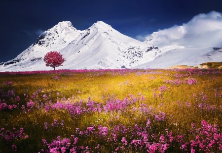 Mountain - winter, autumn, Mountain, field, flower