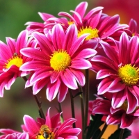 Pink Flowers