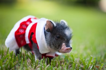 Miss piggy - pig, dress, piglet, christmas, animal, craciun, funny, red, green, cute, little