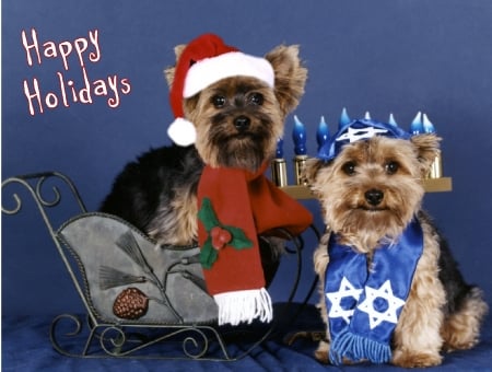 Happy Holidays! - craciun, hat, couple, winter, scarf, christmas, caine, sleigh, red, blue, animal, cute, yorkshire terrier