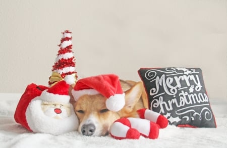 Christmas puppy - hat, dog, toy, christmas, santa, white, animal, sleep, craciun, red, pillow, cute, caine