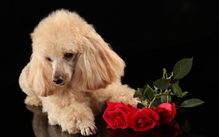 Poodle - trandafir, dog, flower, poodle, black, red, valentine, rose, caine