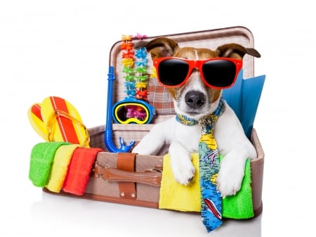 Ready for a long holiday - summer, dog, colorful, animal, funny, caine, jack russell terrier, suitcase, sunglasses