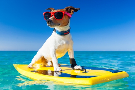 Cool puppy - water, yellow, summer, blue, sea, dog, animal, funny, caine, puppy, jack russell terrier, sunglasses