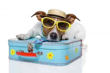 Ready for a long holiday - jack russell terrier, hat, suitcae, summer, sunglasses, funny, caine, white, blue, dog, animal, holiday