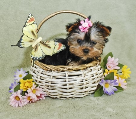 Puppy - flower, animal, cute, caine, yorkshire terrier, spring, puppy, easter, butterfly, basket, dog