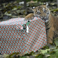 Sumatran tiger opens Christmas present