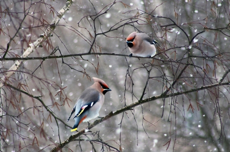 Waxwings - waxwings, branch, winter, bird, pasare